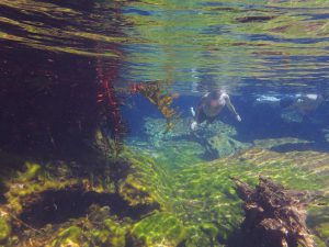 Snorkeling w Cenote Jardin de Eden