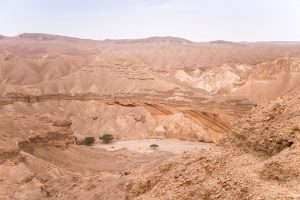 Izrael nieliczna roślinność na Pustyni Negew