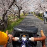 Japonska kwitnaca wisnia - wiosenna podroz rowerem