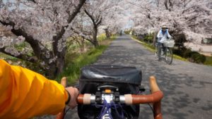 Japonska kwitnaca wisnia - wiosenna podroz rowerem