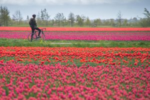 Rowerem przez pola tulipanów w Holandii