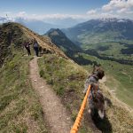 Szwajcaria z psem