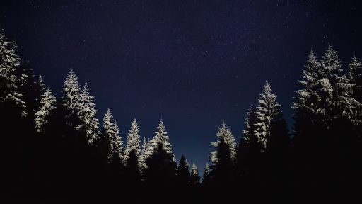 Nocne sanki w Zakopanem