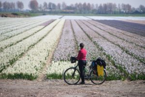 Wycieczka rowerowa wśród pól tulipanów na wiosnę w Holandii
