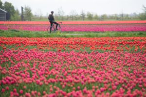 Rowerem przez holenderskie pola tulipanów