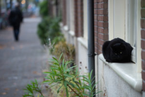 Kot na parapecie w południowym Amsterdamie