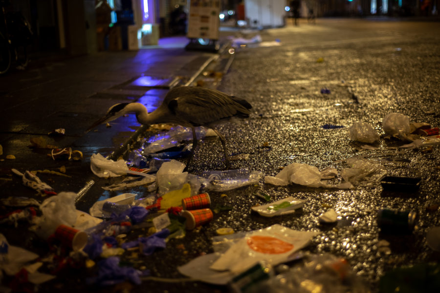 Czaple żerujące na resztkach rybiego marketu