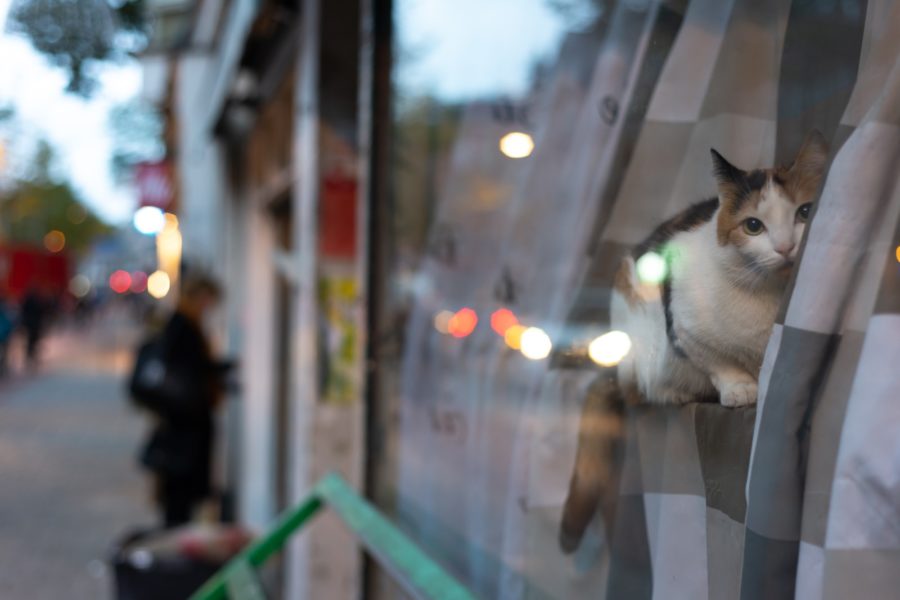 Kot w witrynie sklepu na Jan Pieter Heijestraat, Amsterdam