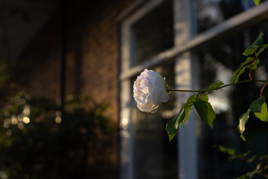 Róże przy kamienicach