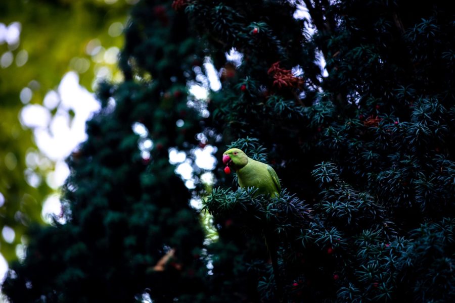 Papugi w Amsterdamie