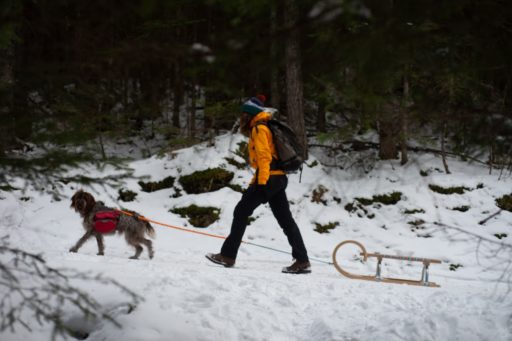 Sanki z psem w Austrii