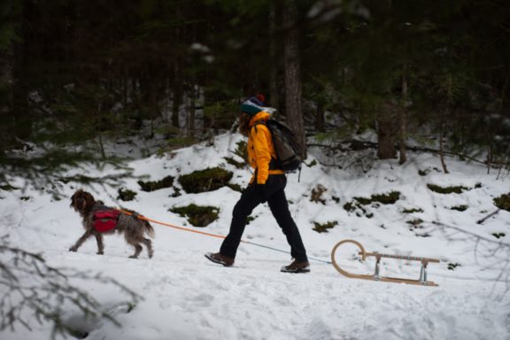 Sanki z psem w Austrii