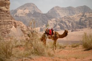 Wielbłąd na czerwonej pustyni Wadi Rum w Jordanii