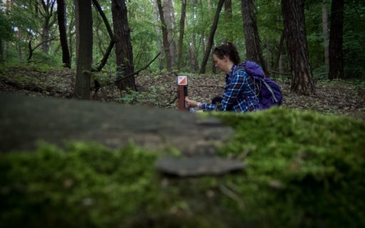 Znajdź się w lesie