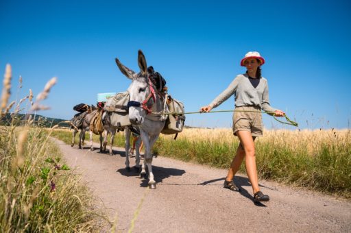 Osiołkowo - farma z osiołkami w podróży z Francji do Polski