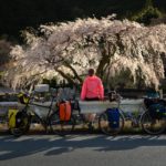 Wiosna w Japonii - kwitnąca wisnia, sakura