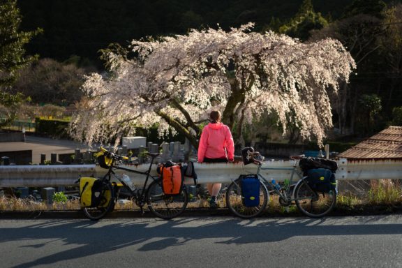 Wiosna w Japonii - kwitnąca wisnia, sakura