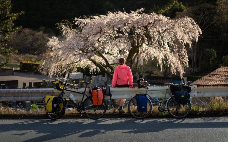 Wiosna w Japonii - kwitnąca wisnia, sakura